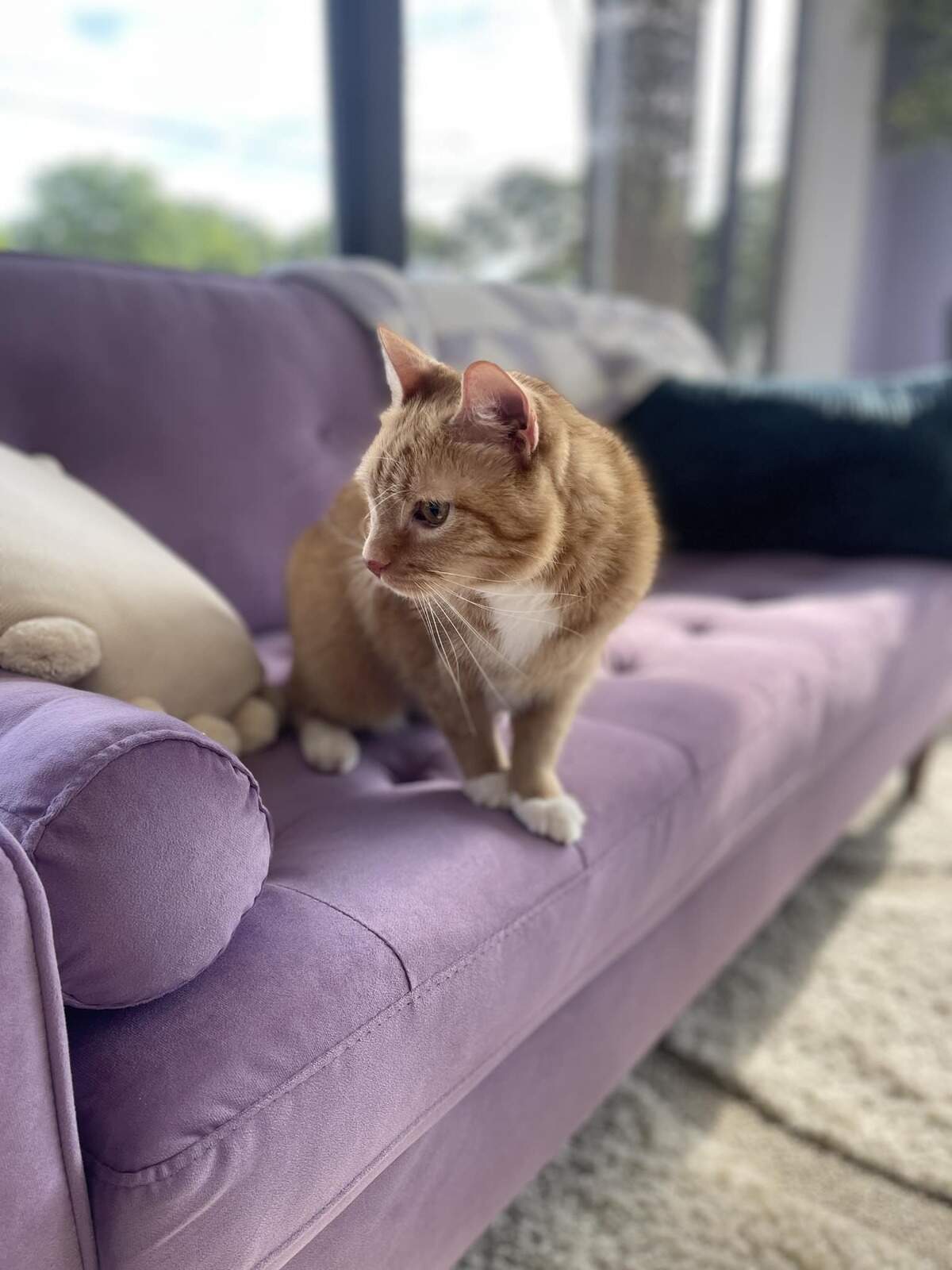 CAT'S EYE('97フジテレビジョン/バーニングプロダクション) New Paws Awhile Cat Cafe to open soon in Perry, GA | Macon Telegraph